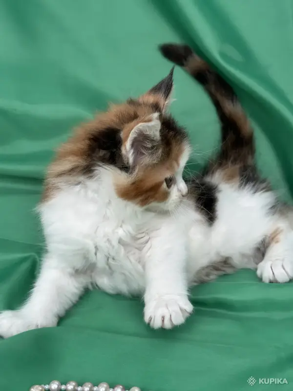 Кошки - Мейн-кун котята - Вся Беларусь - Фото 10 Мейн-кун котята - Вся Беларусь - 251799 - Доска объявлений Kupika.by - Фото 10