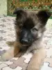 Щенки немецкой овчарки - Вся Беларусь - 252945 - Доска объявлений Kupika.by