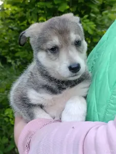 Щенок в дар
