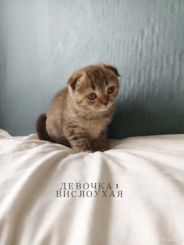 Кошки - Шотландские котята - Вся Беларусь - Фото 2 Шотландские котята - Вся Беларусь - 252030 - Доска объявлений Kupika.by - Фото 2