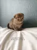 Кошки - Шотландские котята - Вся Беларусь - Фото 2 Шотландские котята - Вся Беларусь - 252030 - Доска объявлений Kupika.by - Фото 2