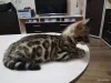 Котенок бенгальский - Вся Беларусь - 250699 - Доска объявлений Kupika.by - Фото 2