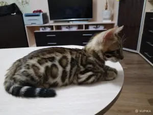 Котенок бенгальский