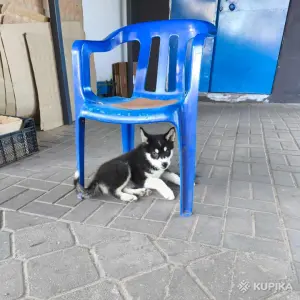 Щенок