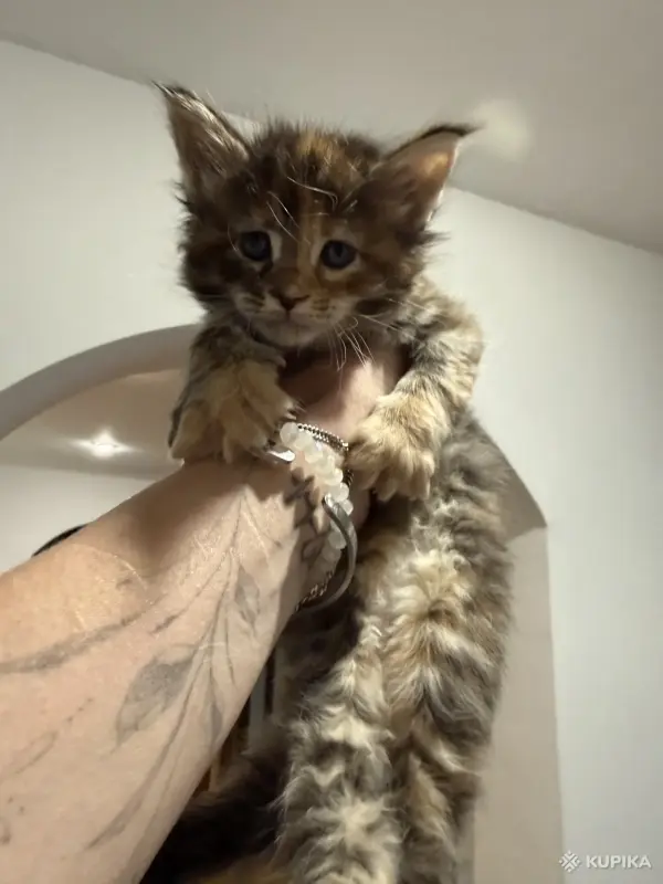Кошки - Котята мейн-кун - Вся Беларусь - Фото 5 Котята мейн-кун - Вся Беларусь - 252200 - Доска объявлений Kupika.by - Фото 5