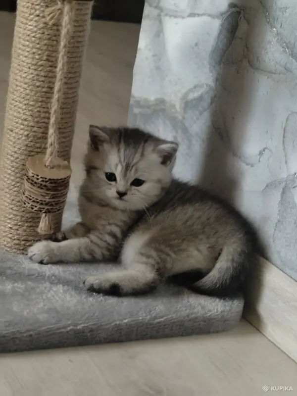 Кошки - Шотландские котята - Вся Беларусь - Фото 7 Шотландские котята - Вся Беларусь - 252710 - Доска объявлений Kupika.by - Фото 7