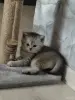 Кошки - Шотландские котята - Вся Беларусь - Фото 7 Шотландские котята - Вся Беларусь - 252710 - Доска объявлений Kupika.by - Фото 7