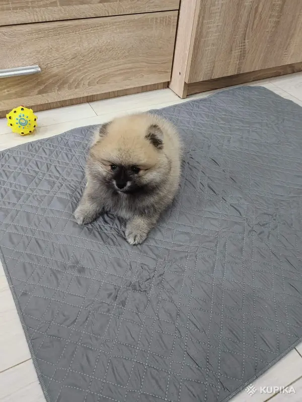 Щенок померанского шпица - Вся Беларусь - 251811 - Доска объявлений Kupika.by - Фото 4