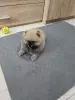 Щенок померанского шпица - Вся Беларусь - 251811 - Доска объявлений Kupika.by - Фото 4