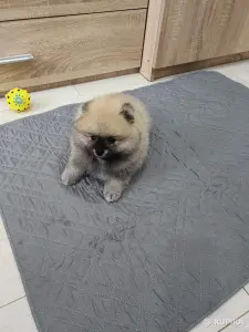 Щенок померанского шпица