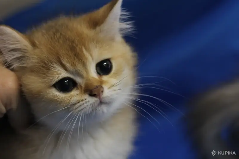 Кошки - Шотландские котята - Вся Беларусь - Фото 3 Шотландские котята - Вся Беларусь - 252149 - Доска объявлений Kupika.by - Фото 3
