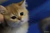 Кошки - Шотландские котята - Вся Беларусь - Фото 3 Шотландские котята - Вся Беларусь - 252149 - Доска объявлений Kupika.by - Фото 3