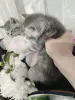 Шотландские мальчики, серый и черный - Вся Беларусь - 253213 - Доска объявлений Kupika.by