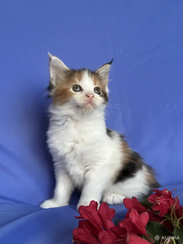 Кошки - Мейн-кун котята - Вся Беларусь - Фото 6 Мейн-кун котята - Вся Беларусь - 252096 - Доска объявлений Kupika.by - Фото 6