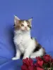 Кошки - Мейн-кун котята - Вся Беларусь - Фото 6 Мейн-кун котята - Вся Беларусь - 252096 - Доска объявлений Kupika.by - Фото 6