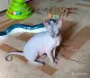 Канадский сфинкс кошка - Вся Беларусь - 251792 - Доска объявлений Kupika.by - Фото 2