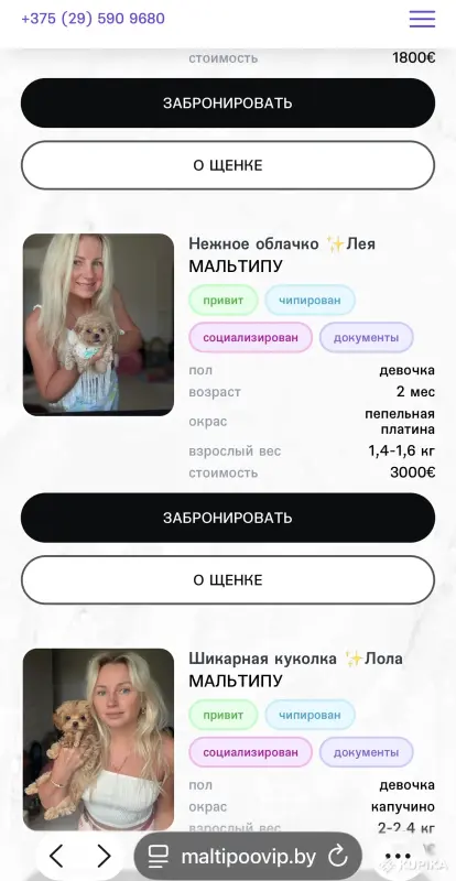 Собаки - Элитное разведение мальтипу и той пудель тикап мини - Вся Беларусь - Фото 4 Элитное разведение мальтипу и той пудель тикап мини - Вся Беларусь - 252190 - Доска объявлений Kupika.by - Фото 4