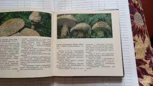 Книга "Макромицеты" о грибах