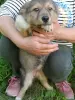 Щенки - Вся Беларусь - 252504 - Доска объявлений Kupika.by - Фото 9