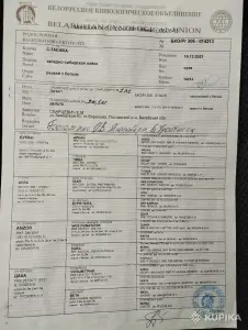 Продаются щенки западно сибирской лайки