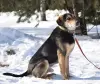 Молодой кастрированный пёс в дар - Вся Беларусь - 251681 - Доска объявлений Kupika.by