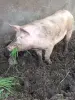 Продаётся свинья 4месяц - Вся Беларусь - 253182 - Доска объявлений Kupika.by - Фото 2
