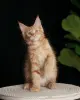 девочка породы мейн-кун - Вся Беларусь - 252971 - Доска объявлений Kupika.by - Фото 6