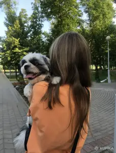 Щенки ши-тцу