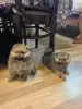 Мальчик померанского шпица. - Вся Беларусь - 253076 - Доска объявлений Kupika.by