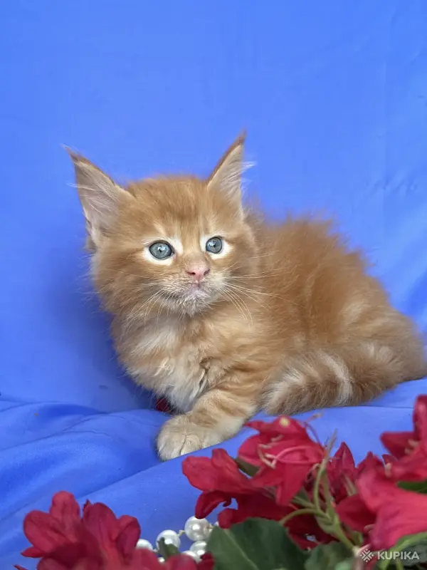 Кошки - Мейн-кун котята - Вся Беларусь - Фото 8 Мейн-кун котята - Вся Беларусь - 252096 - Доска объявлений Kupika.by - Фото 8