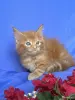 Кошки - Мейн-кун котята - Вся Беларусь - Фото 8 Мейн-кун котята - Вся Беларусь - 252096 - Доска объявлений Kupika.by - Фото 8