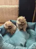 Собаки - Щенки померанский шпиц - Вся Беларусь - Фото 2 Щенки померанский шпиц - Вся Беларусь - 252658 - Доска объявлений Kupika.by - Фото 2