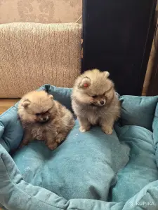 Щенки померанский шпиц