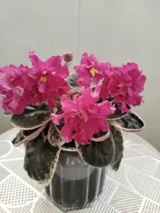 Фиалки