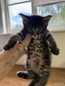 Котята мейн-кун