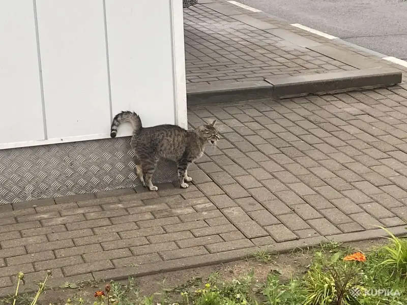 Коты на заправке! Срочно нужна помощь котам! Сос!