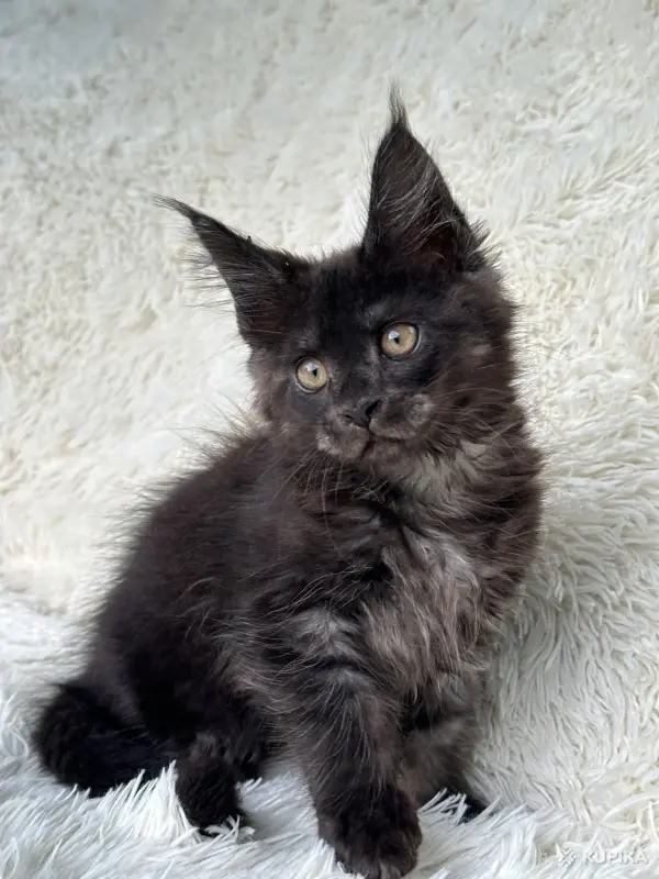 Кошки - Мейн-Кун котята - Вся Беларусь - Фото 8 Мейн-Кун котята - Вся Беларусь - 250701 - Доска объявлений Kupika.by - Фото 8