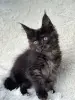 Кошки - Мейн-Кун котята - Вся Беларусь - Фото 8 Мейн-Кун котята - Вся Беларусь - 250701 - Доска объявлений Kupika.by - Фото 8