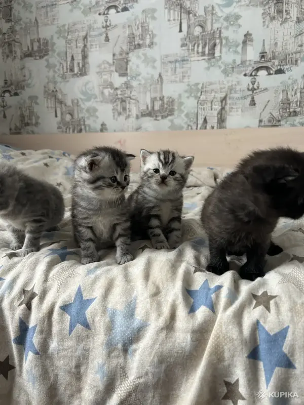 Котята шотландские - Вся Беларусь - 251682 - Доска объявлений Kupika.by - Фото 7