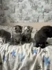 Котята шотландские - Вся Беларусь - 251682 - Доска объявлений Kupika.by - Фото 7