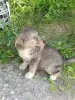 Щенки - Вся Беларусь - 252504 - Доска объявлений Kupika.by - Фото 8