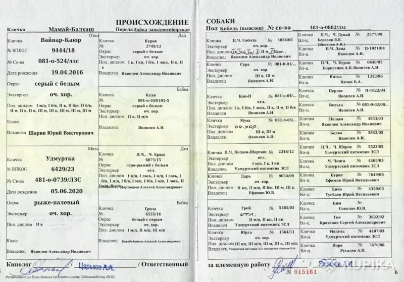 Собаки - Продаются щенки западно сибирской лайки - Вся Беларусь - Фото 9 Продаются щенки западно сибирской лайки - Вся Беларусь - 252421 - Доска объявлений Kupika.by - Фото 9