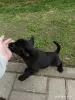 Собаки - Щенки в дар - Вся Беларусь Щенки в дар - Вся Беларусь - 251528 - Доска объявлений Kupika.by