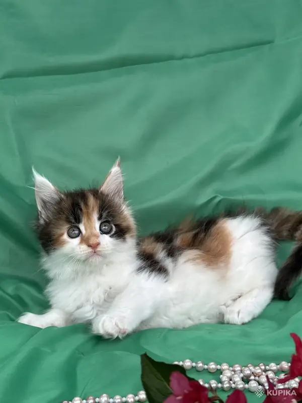Кошки - Мейн-кун котята - Вся Беларусь - Фото 8 Мейн-кун котята - Вся Беларусь - 251799 - Доска объявлений Kupika.by - Фото 8