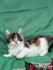 Кошки - Мейн-кун котята - Вся Беларусь - Фото 8 Мейн-кун котята - Вся Беларусь - 251799 - Доска объявлений Kupika.by - Фото 8