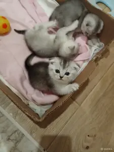 Продажа котенка