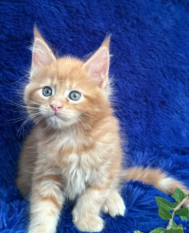 Кошки - Мейн-кун котята - Вся Беларусь - Фото 11 Мейн-кун котята - Вся Беларусь - 252201 - Доска объявлений Kupika.by - Фото 11