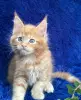 Кошки - Мейн-кун котята - Вся Беларусь - Фото 11 Мейн-кун котята - Вся Беларусь - 252201 - Доска объявлений Kupika.by - Фото 11