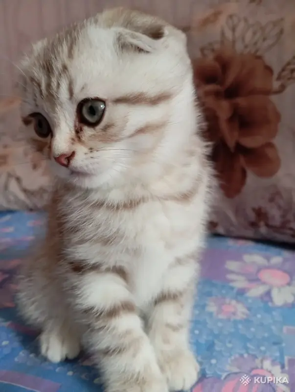 Кошки - Котята - Вся Беларусь - Фото 2 Котята - Вся Беларусь - 252062 - Доска объявлений Kupika.by - Фото 2