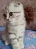 Кошки - Котята - Вся Беларусь - Фото 2 Котята - Вся Беларусь - 252062 - Доска объявлений Kupika.by - Фото 2